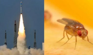 விண்வெளிக்கு பறக்கும் பூச்சிகள்.. ககன்யான் திட்டத்தில் பெரிய ட்விஸ்ட் இருக்கு! என்ன காரணம் தெரியுமா